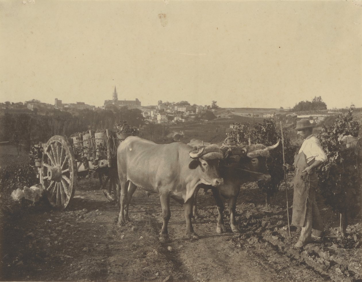 [Un homme avec des bœufs] - Adolphe Braun