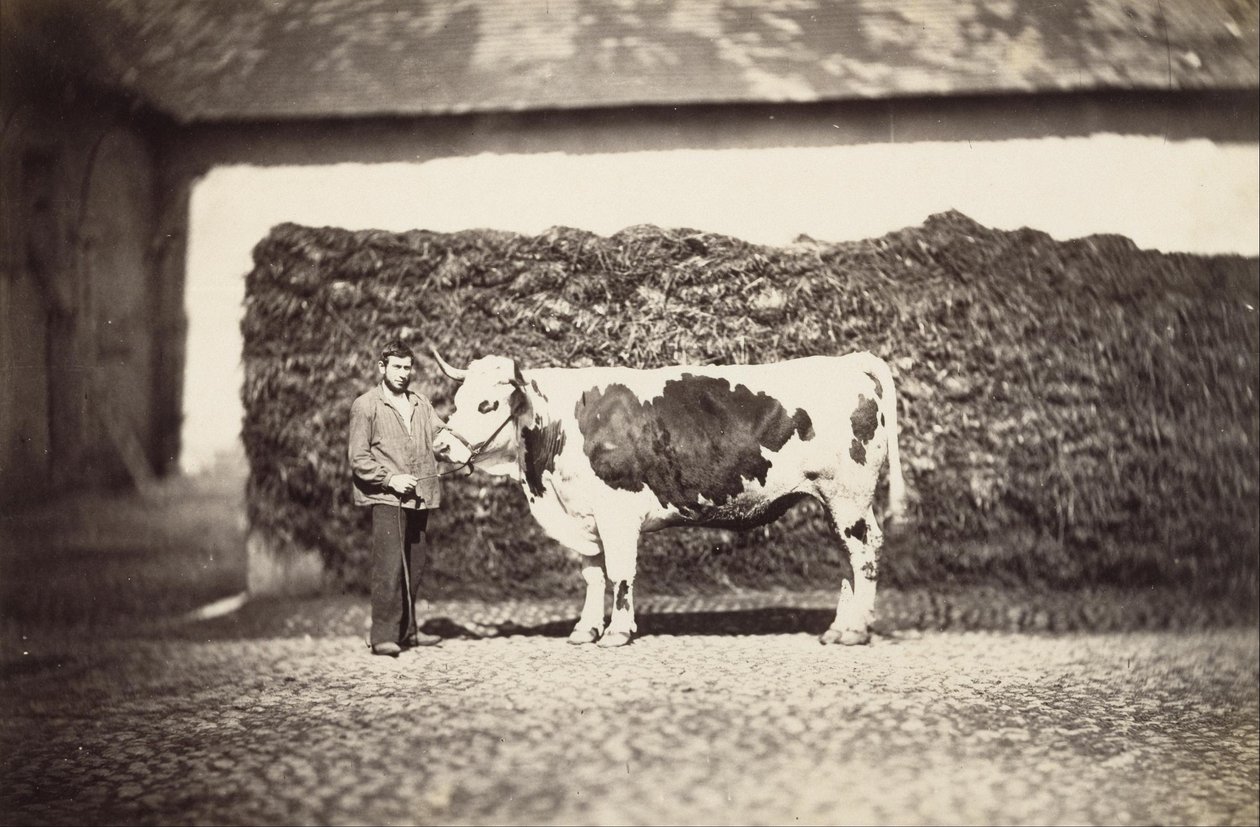 [Prix Bull] - Adolphe Braun