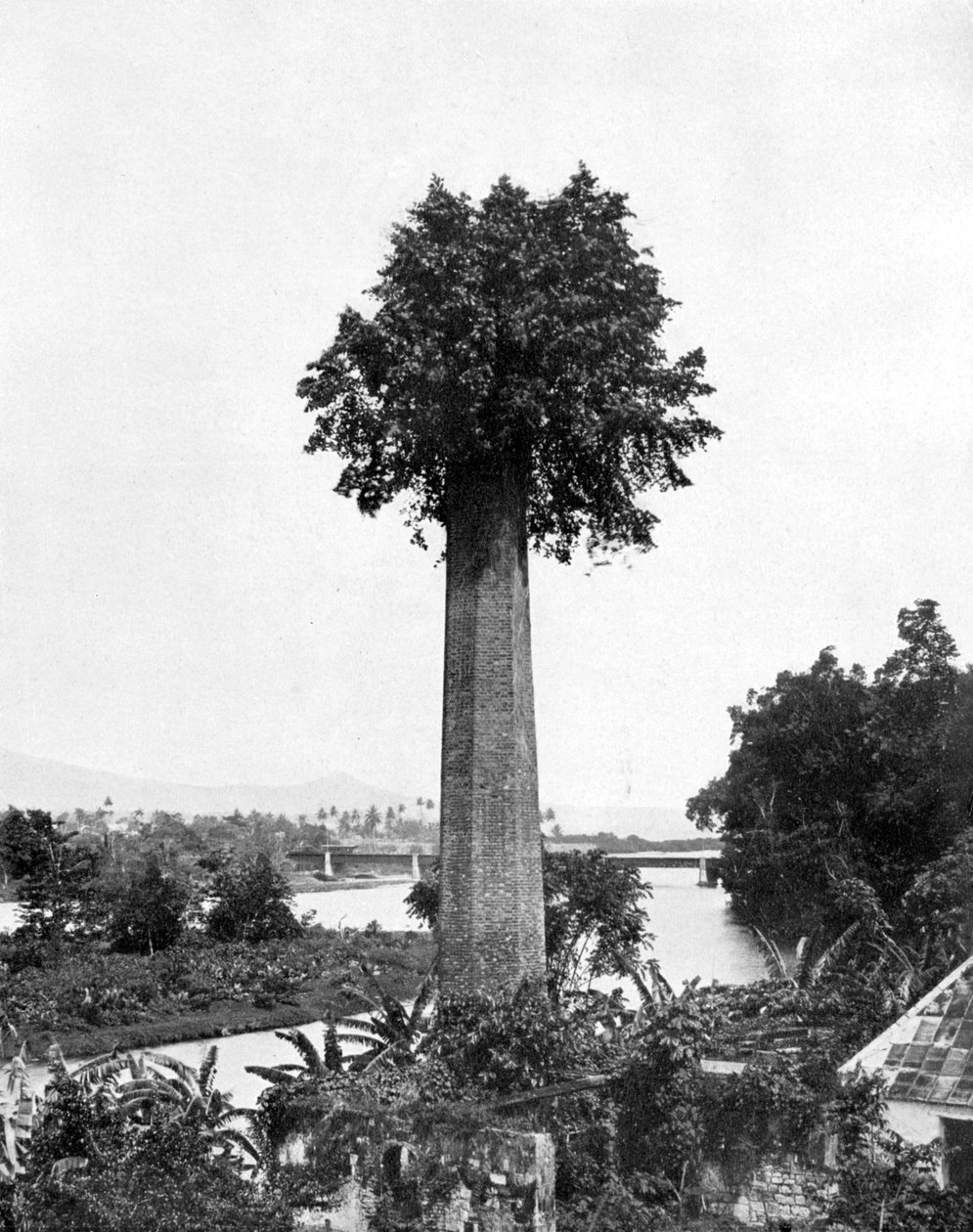 Arbre poussant sur une vieille cheminée de plantation de sucre, Jamaïque, vers 1905 - Adolphe Duperly and Son