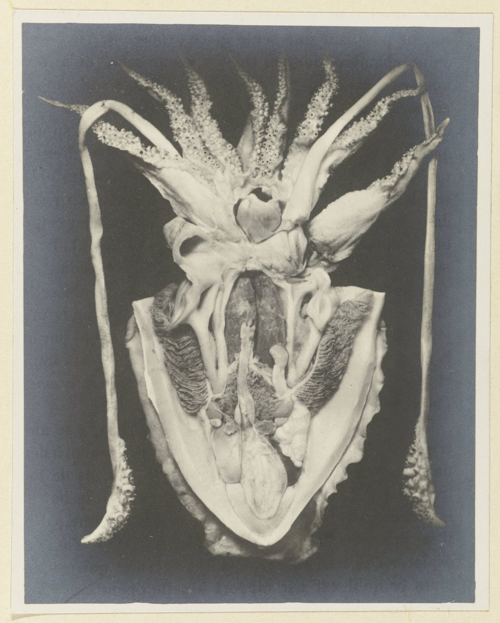 Anatomie de la seiche - Adolphe Louis Donnadieu