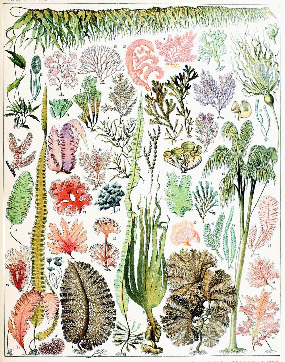 Illustration d