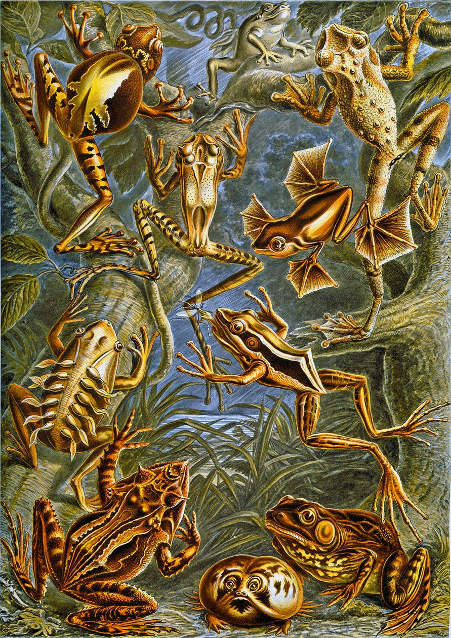 Illustration de grenouilles et de crapauds vers 1909 - Adolphe Philippe Millot