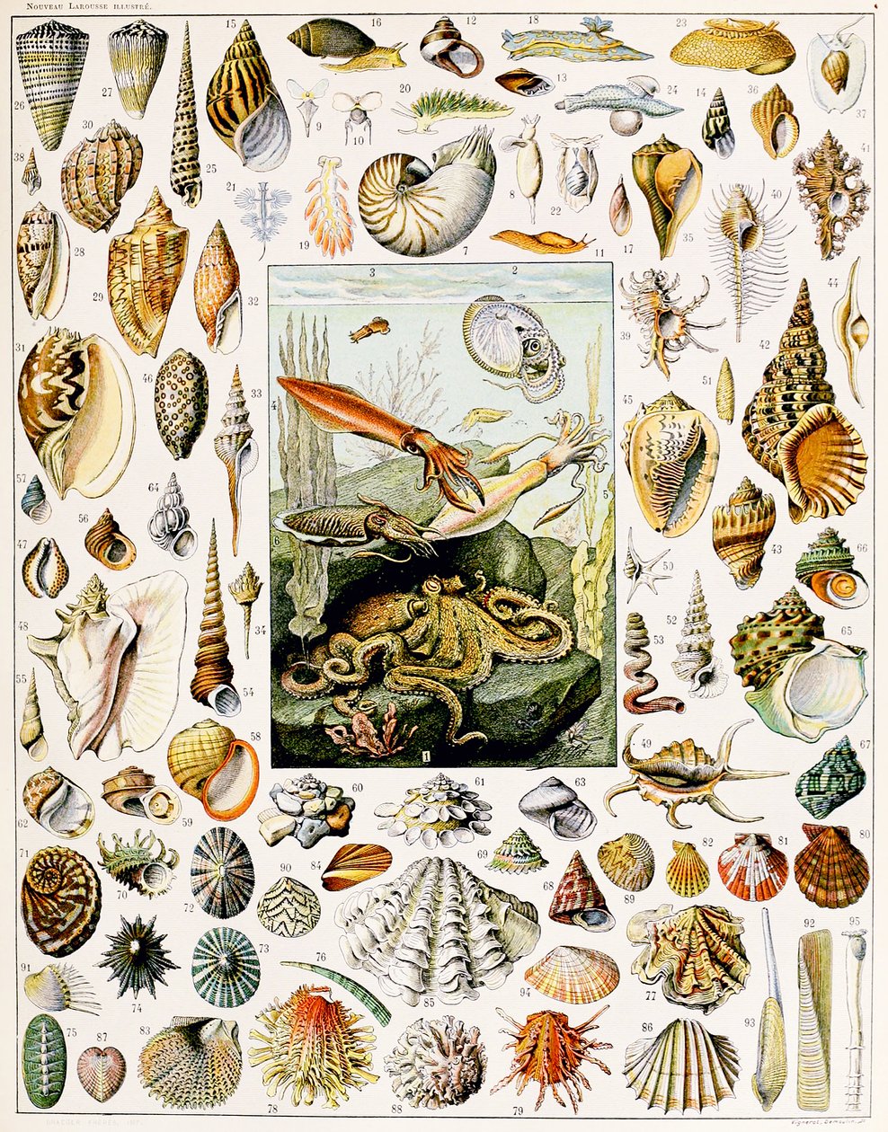 Illustration de coquillages vers 1923 - Adolphe Philippe Millot