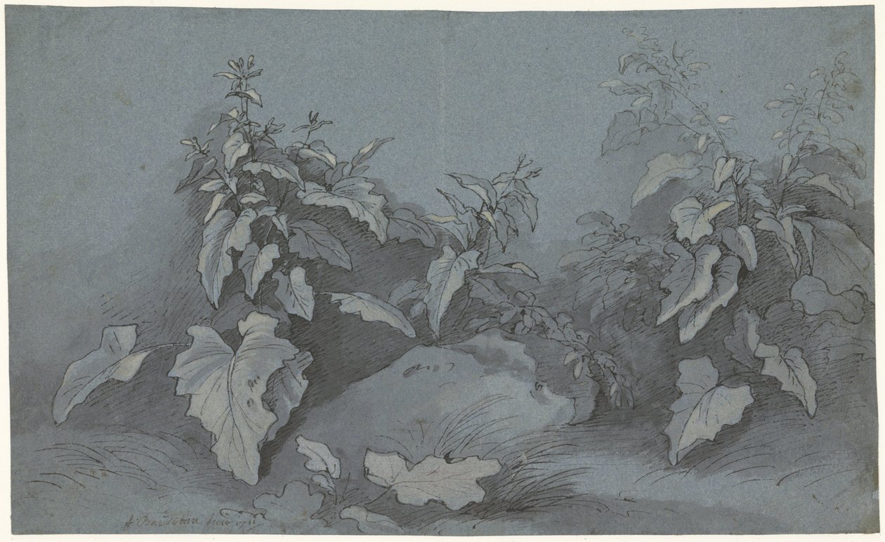Étude de plantes - Adriaan Boudewyns