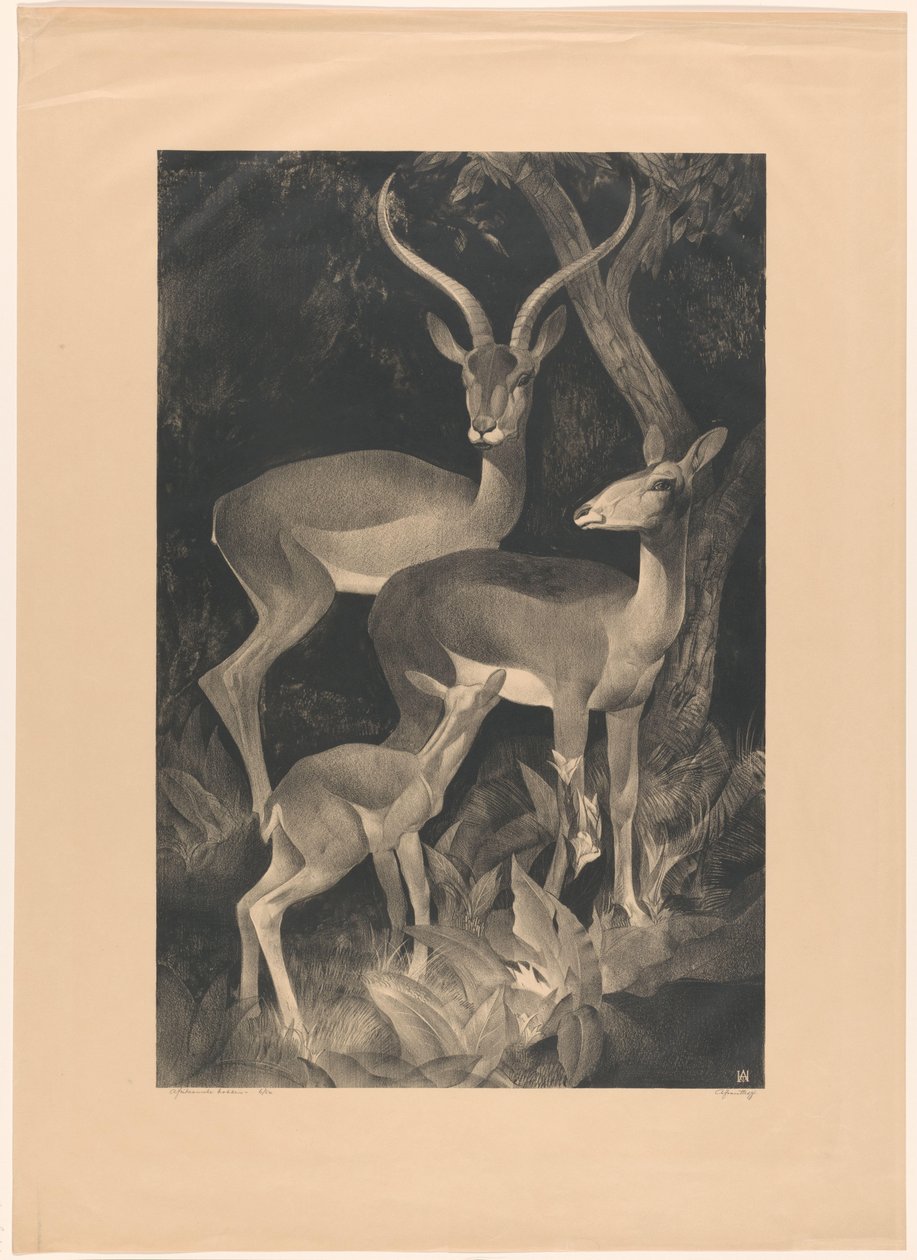 Bouc africain - Adriaan J. van 