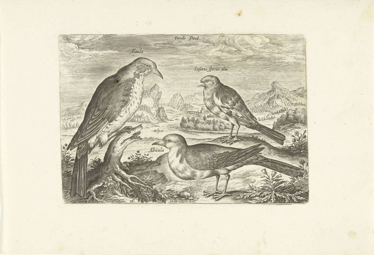 Trois oiseaux dans un paysage - Adriaen Collaert