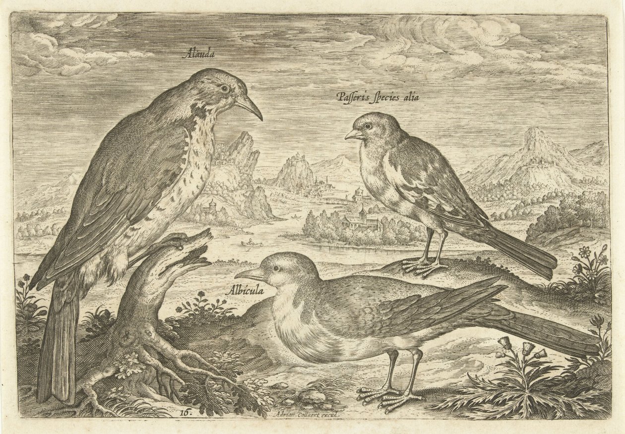 Trois oiseaux dans un paysage - Adriaen Collaert