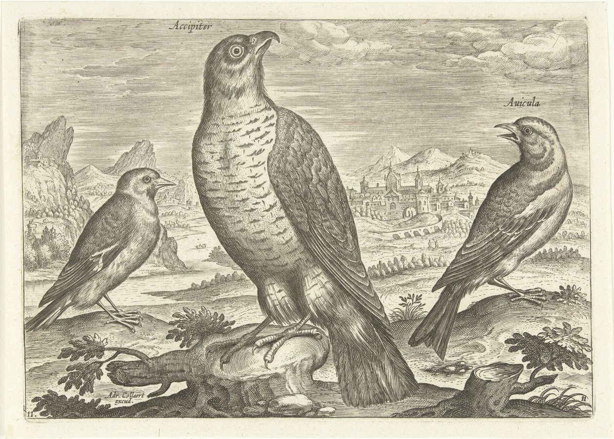 Trois oiseaux dans un paysage, Oiseaux (titre de la série), Avivm vivae (titre de la série) - Adriaen Collaert