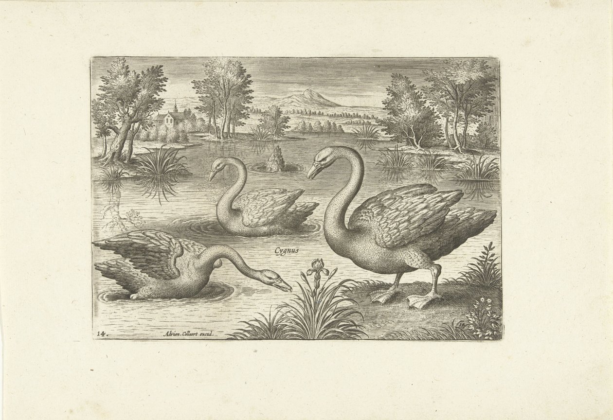 Trois cygnes dans un étang (Oiseaux) - Adriaen Collaert