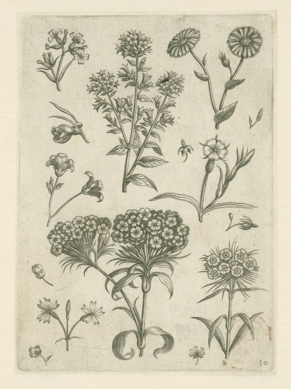 Millepertuis et autres fleurs - Adriaen Collaert