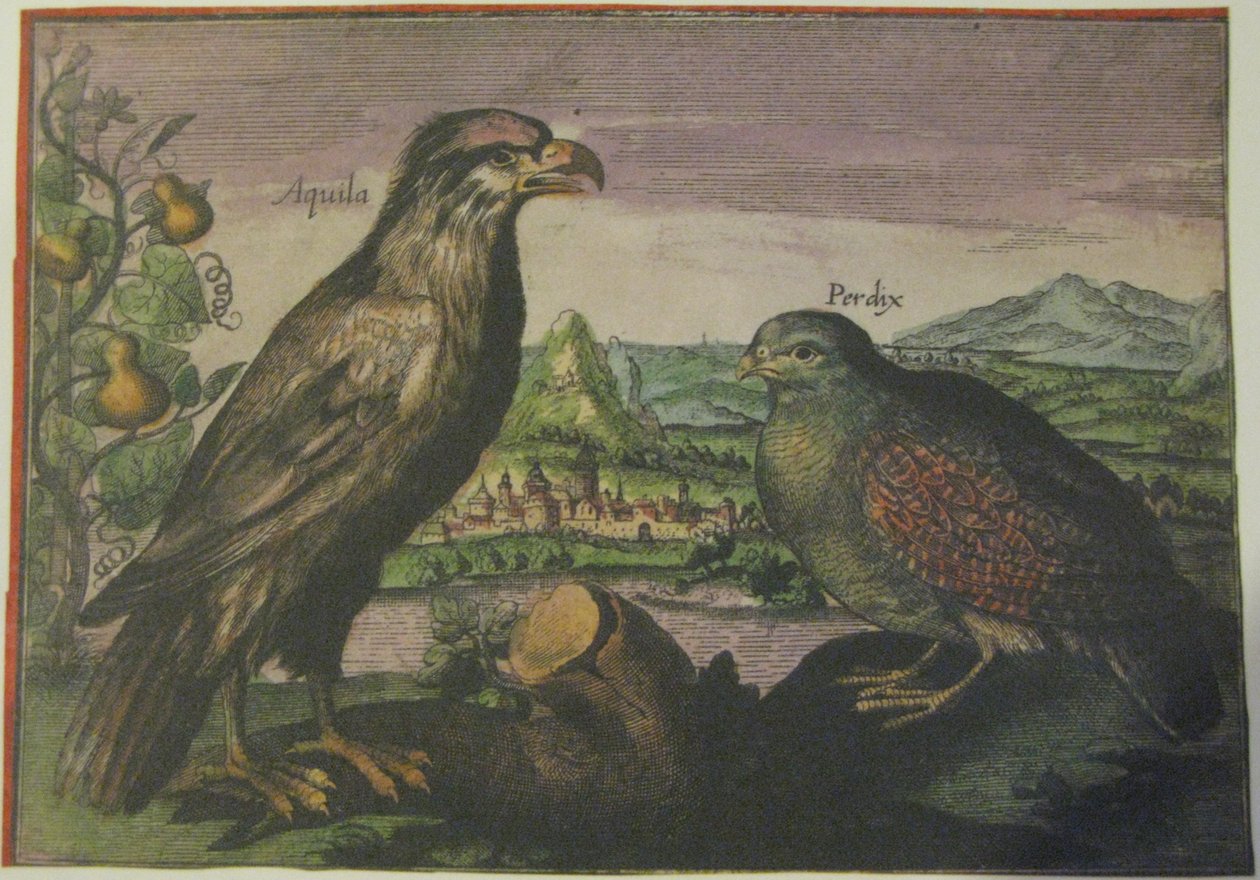 Aigle et perdrix, Iconotheca Valvasoriana - Adriaen Collaert