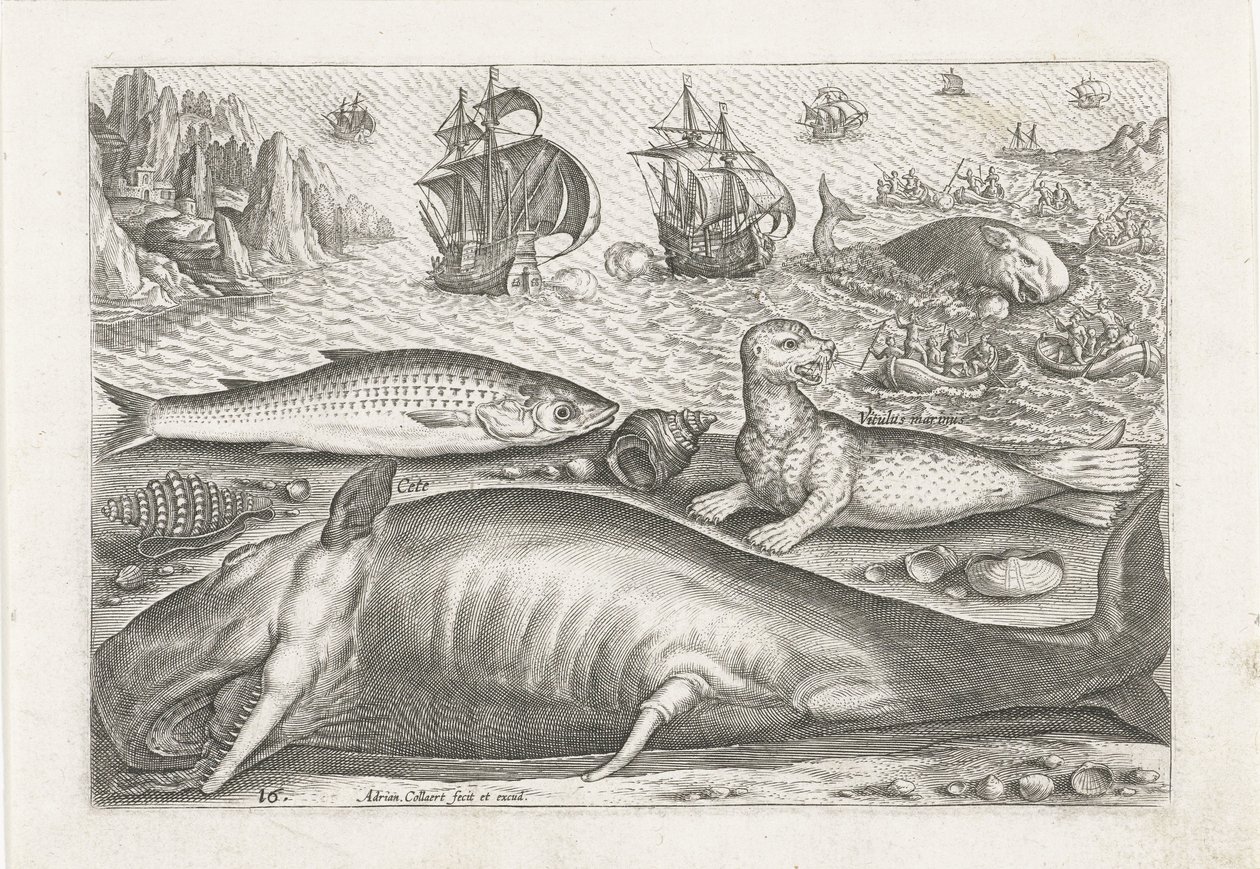 Un mulet, un lion de mer et une baleine sur la plage - Adriaen Collaert