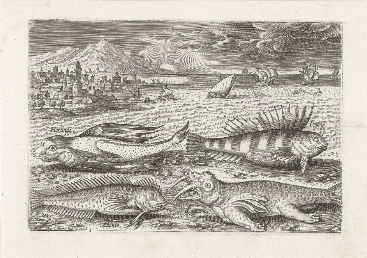 Quelques poissons et un morse sur la plage (Piscivm vivae icones) - Adriaen Collaert