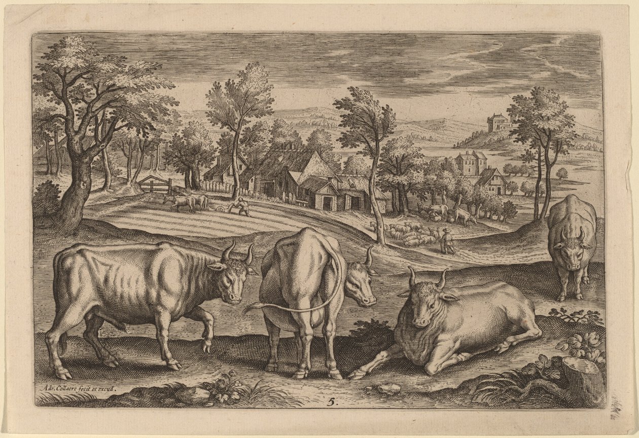 Quatre taureaux - Adriaen Collaert