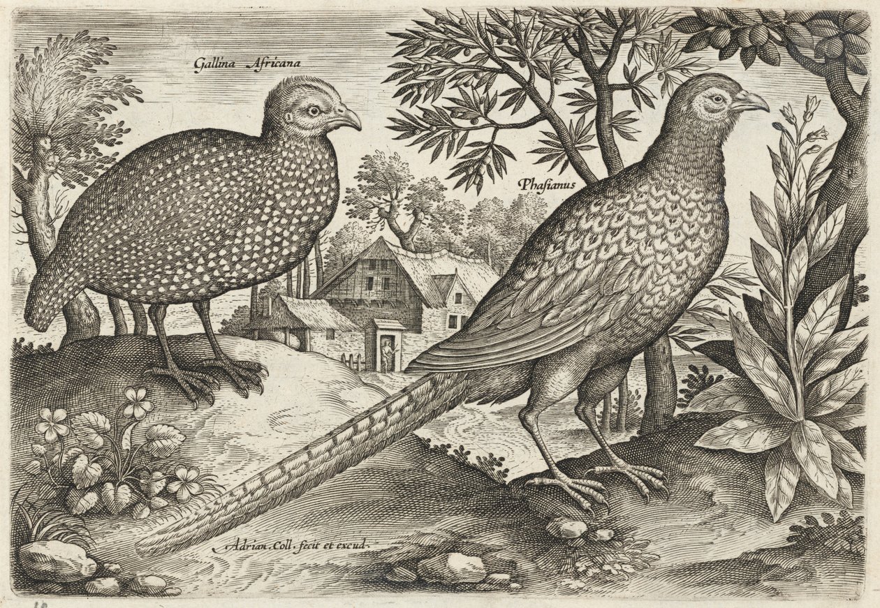 Pintade et faisan - Adriaen Collaert