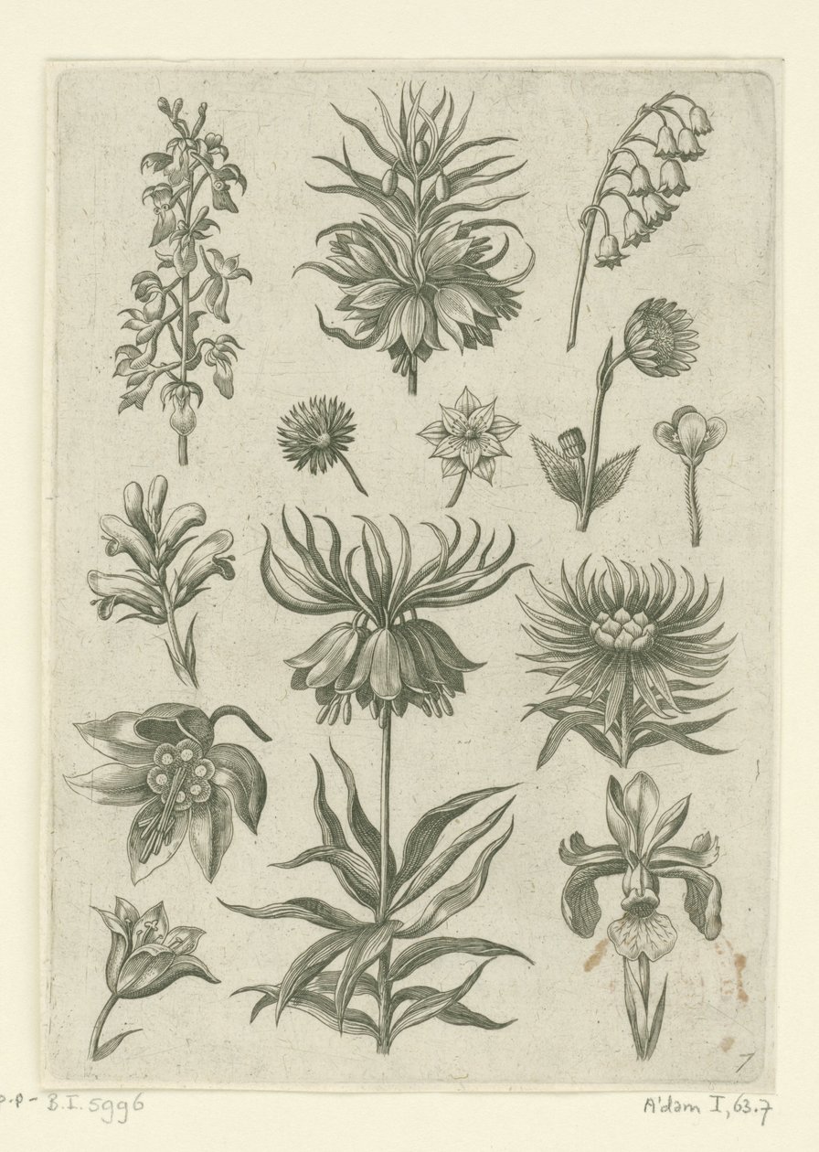 Couronne impériale, orchidée et muguet - Adriaen Collaert