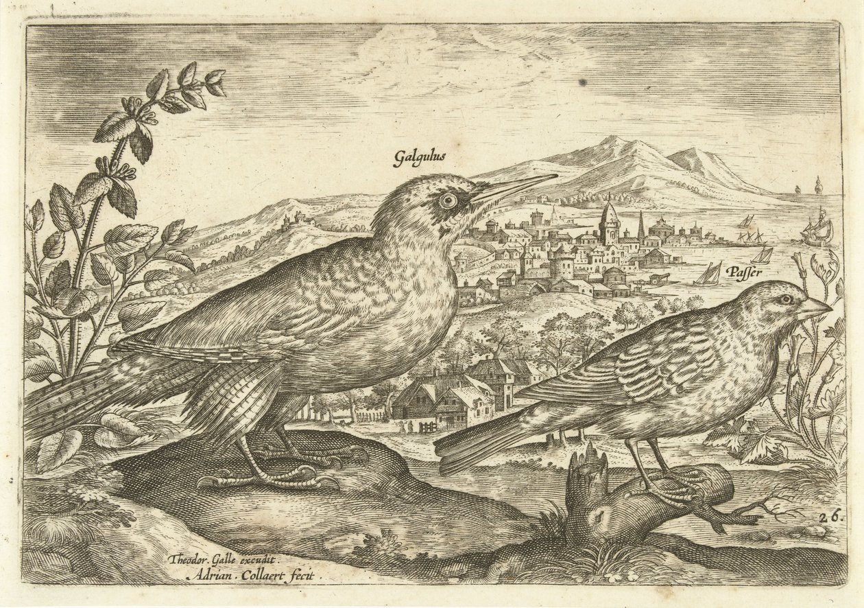 Deux oiseaux dans un paysage - Adriaen Collaert
