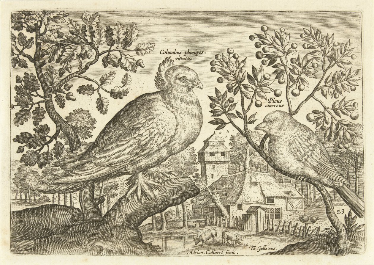 Deux oiseaux dans un paysage (Avivm Vivae) - Adriaen Collaert