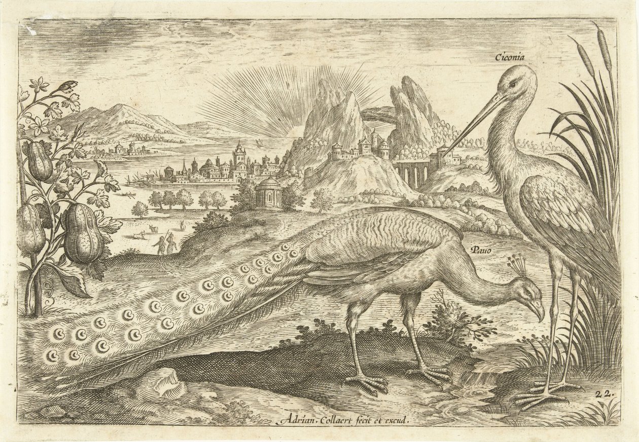 Deux oiseaux dans un paysage (Avivm Vivae) (Oiseaux) - Adriaen Collaert