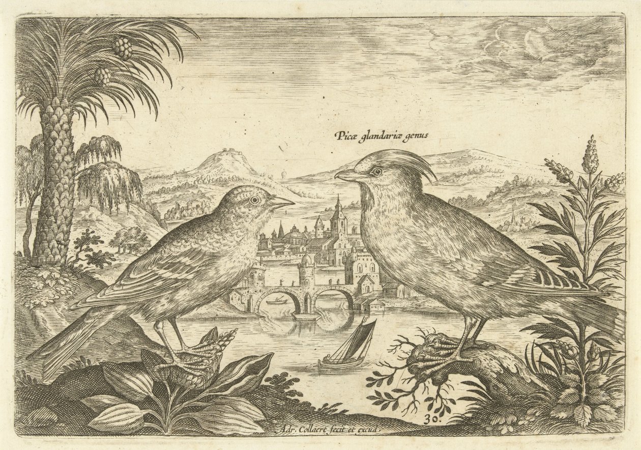 Deux oiseaux dans un paysage Oiseaux (titre de la série) Avivm Vivae (titre de la série) - Adriaen Collaert