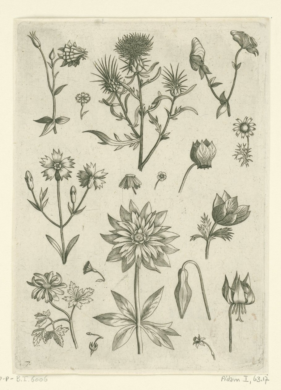 Différentes fleurs, dont ancolie et cyclamen (série Florilegium) - Adriaen Collaert