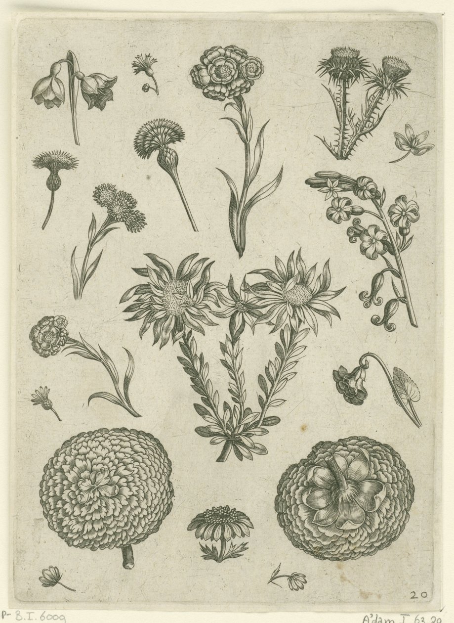 Différentes fleurs, y compris le chrysanthème et le chardon - Adriaen Collaert