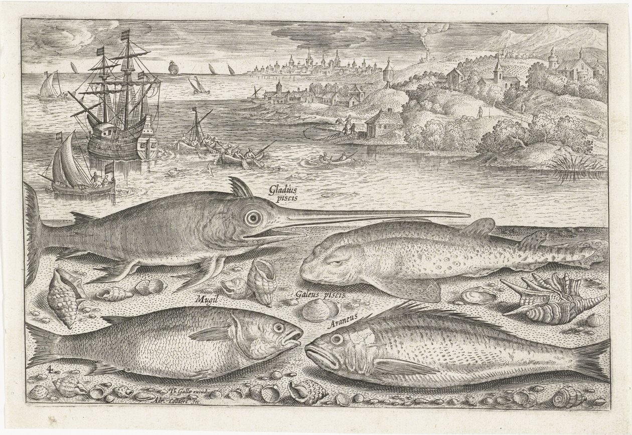 Quatre poissons sur la plage - Adriaen Collaert