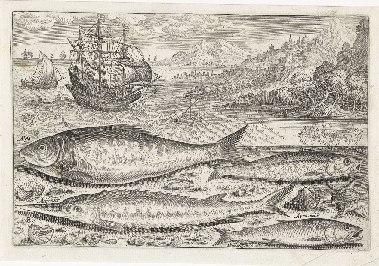 Quatre poissons sur la plage
Piscivm vivae icones (série) - Adriaen Collaert