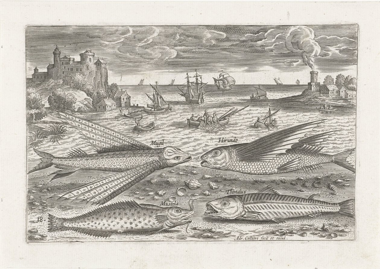 Quatre poissons sur la plage - Adriaen Collaert