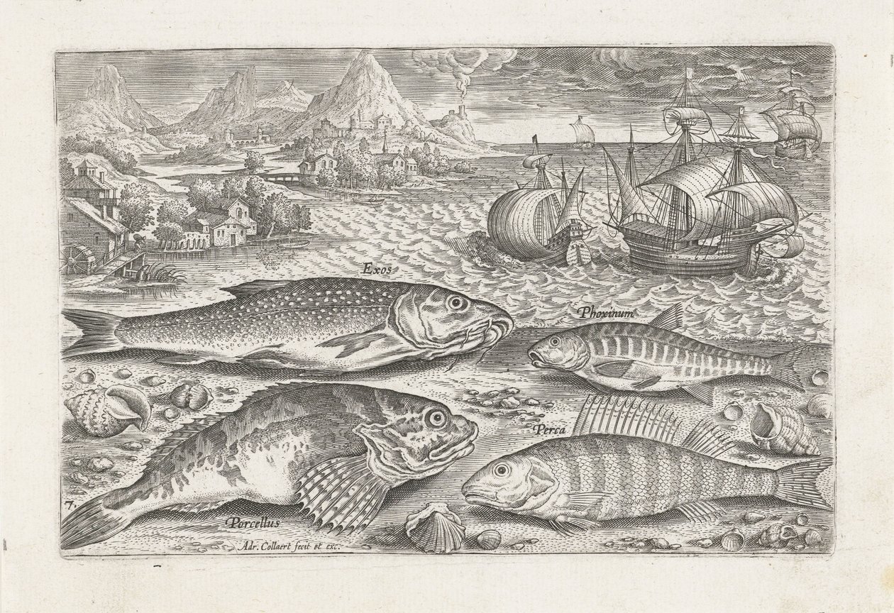 Quatre poissons sur la plage - Adriaen Collaert