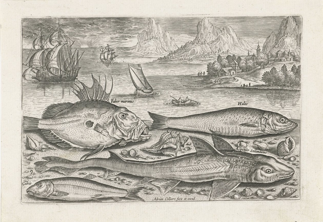 Vier vissen sur la plage - Adriaen Collaert