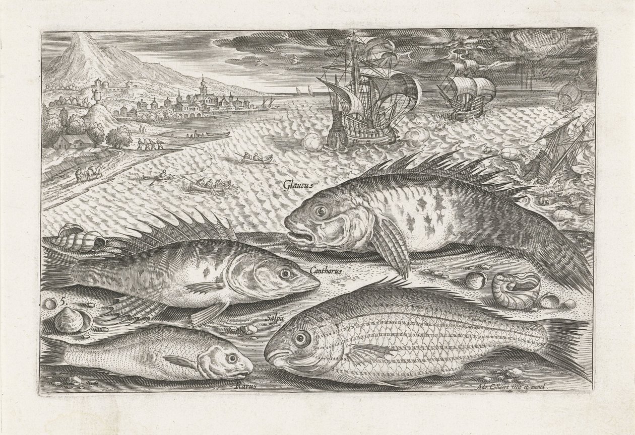 Quatre poissons sur la plage (Vissen, Piscivm vivae icones) - Adriaen Collaert