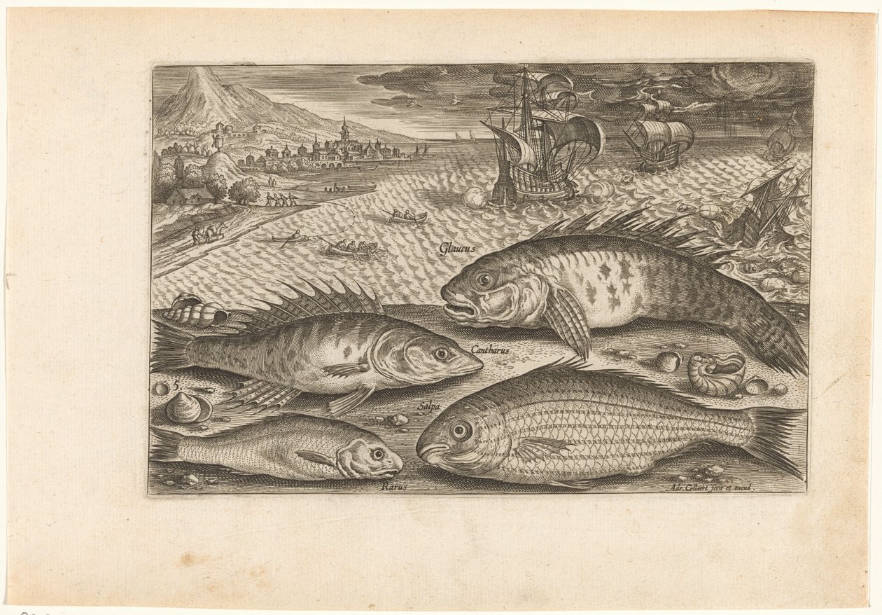 Quatre poissons sur la plage - Adriaen Collaert