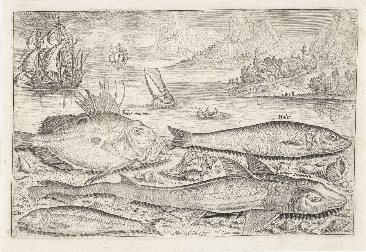 Quatre poissons sur la plage - Adriaen Collaert