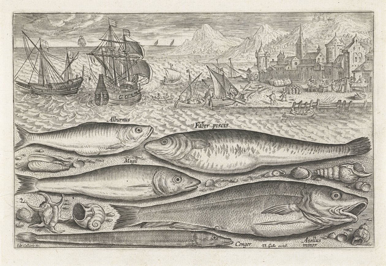 Cinq poissons sur la plage (Piscivm vivae icones) - Adriaen Collaert