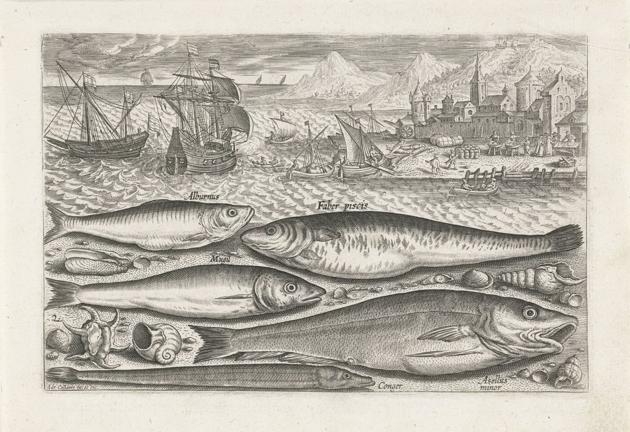 Vijf vissen sur la plage - Adriaen Collaert