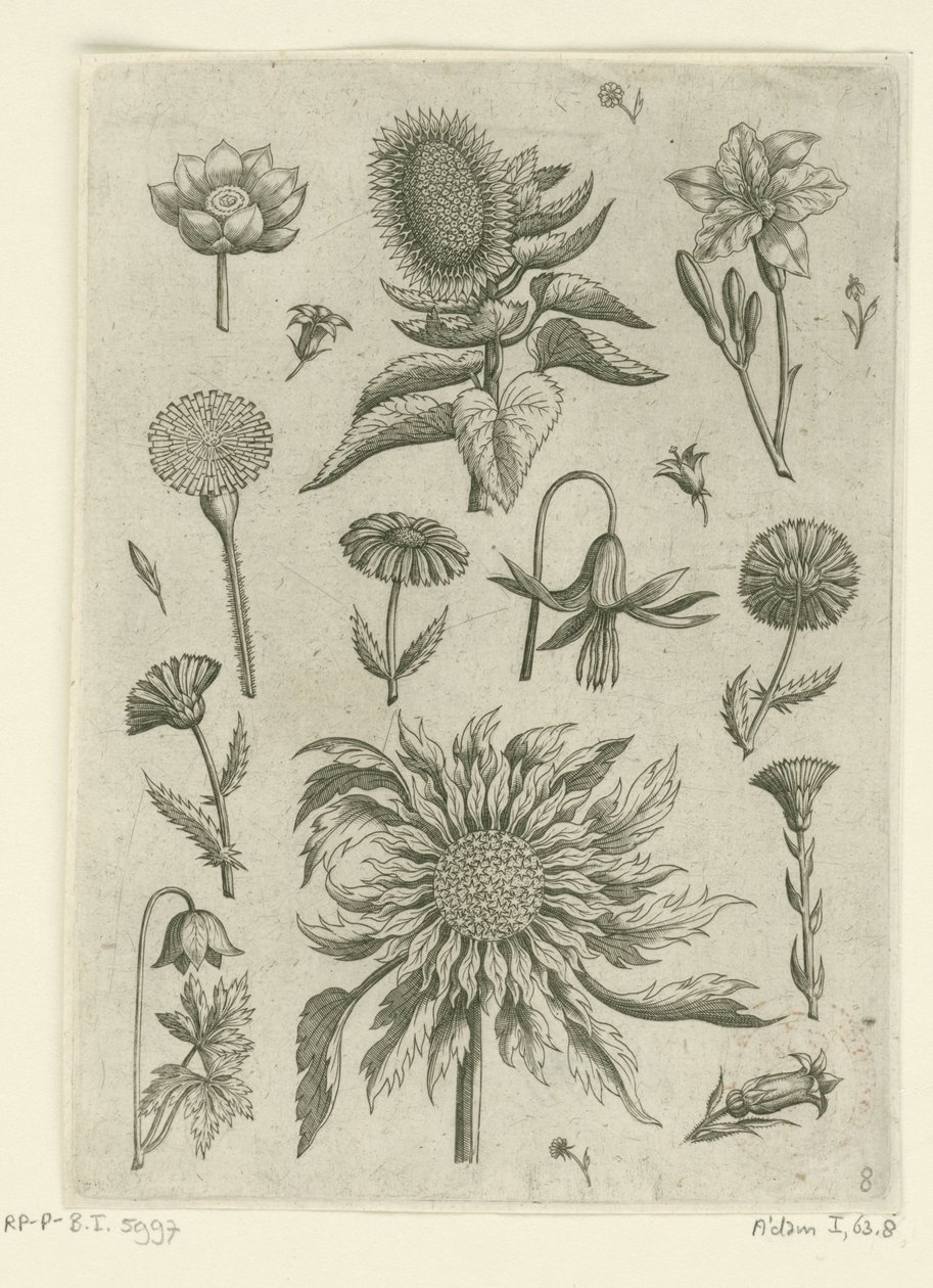 Tournesol et autres fleurs - Adriaen Collaert