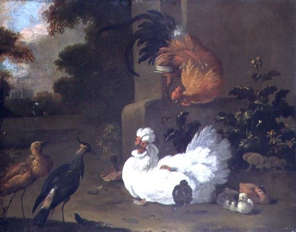 Un Ruft, une vanneau et des poulets près d
