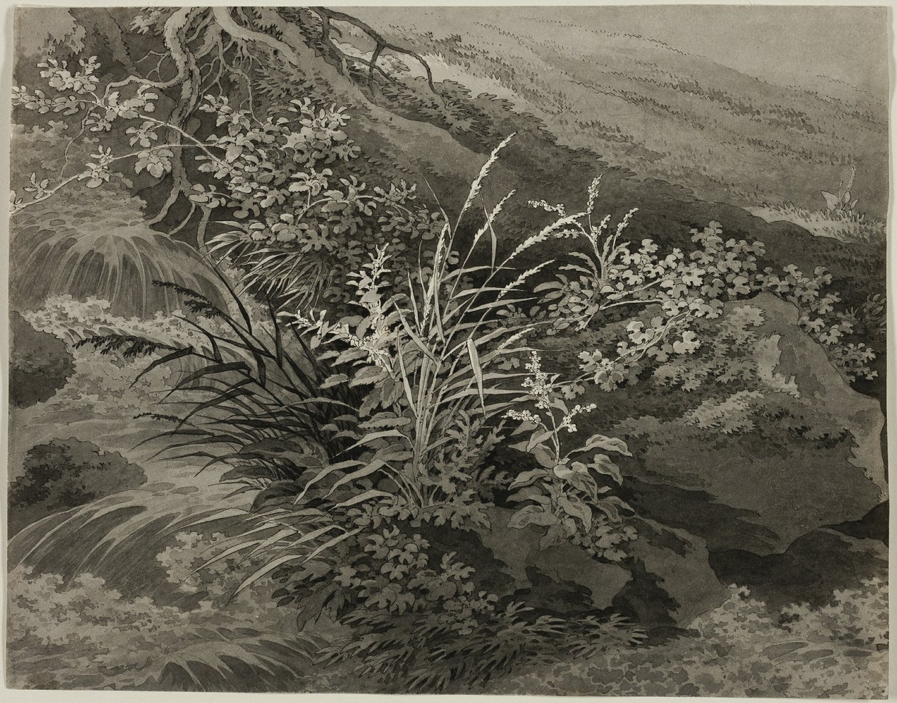 Coin du pré avec des roseaux et d