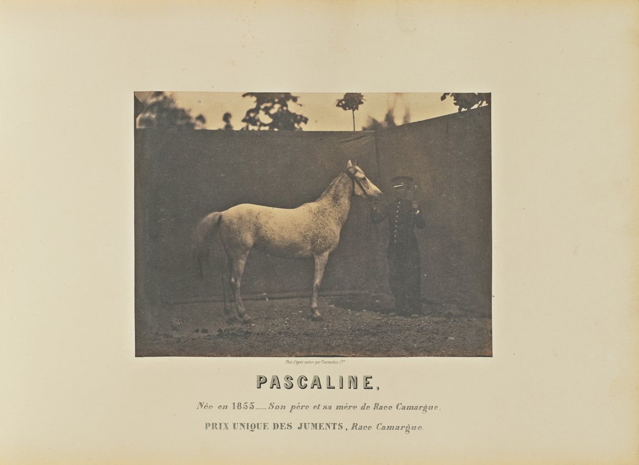 Pascaline - Adrien Alban Tournachon