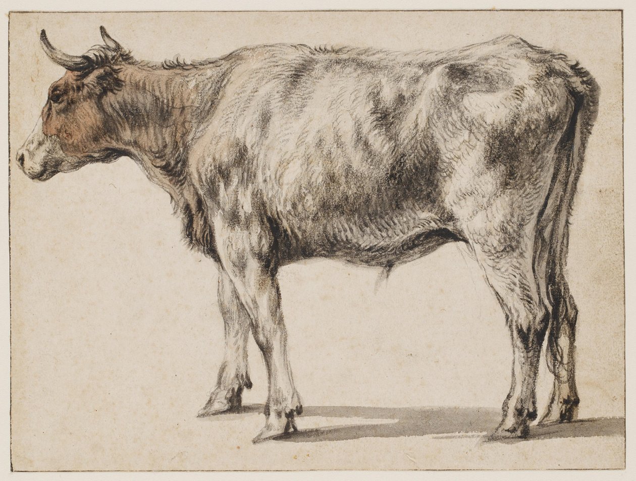 Un jeune taureau debout - Aelbert Cuyp