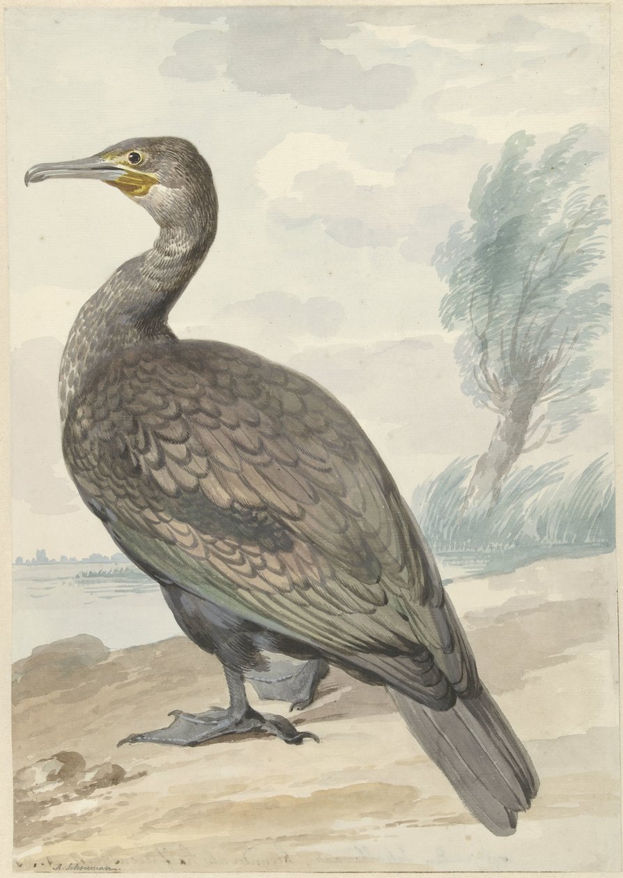 Cormoran - Aert Schouman