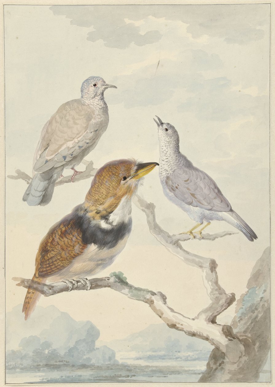 Trois oiseaux, deux colombes Incas et un coucou à collier - Aert Schouman