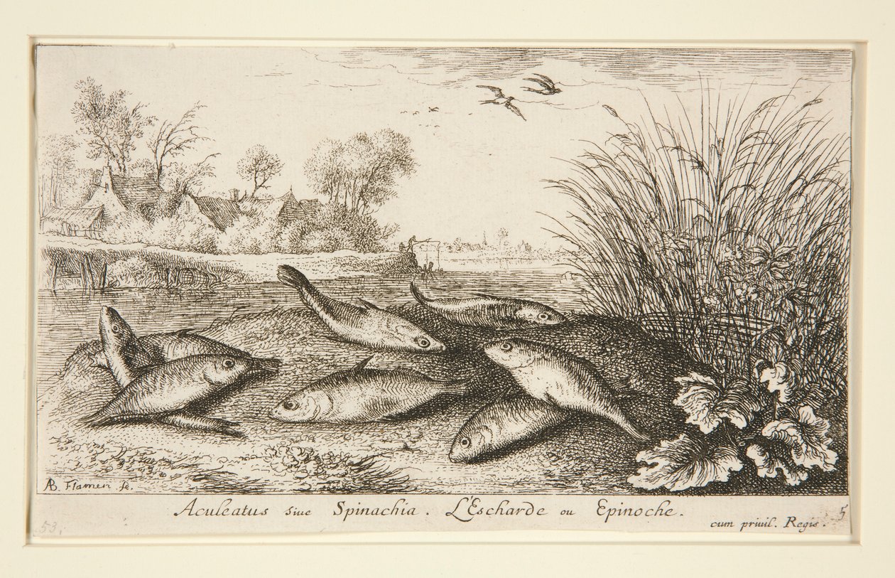 Aculeatus siue Spinachia. L - Albert Flamen