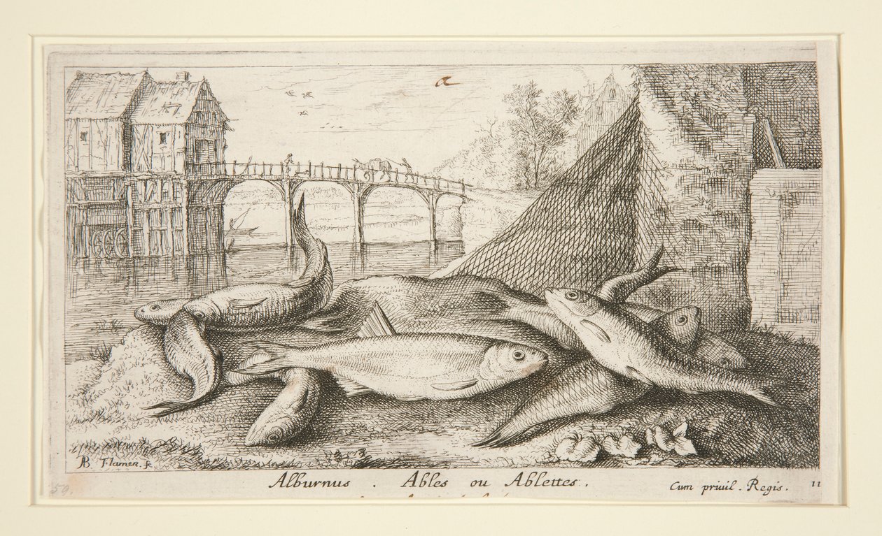 Alburnus. Ables ou Ablettes - Albert Flamen
