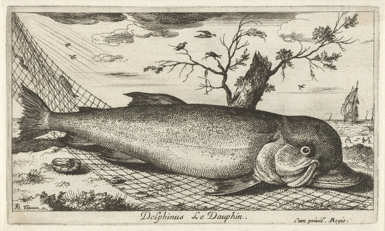 Dauphin dans un filet de pêche - Albert Flamen