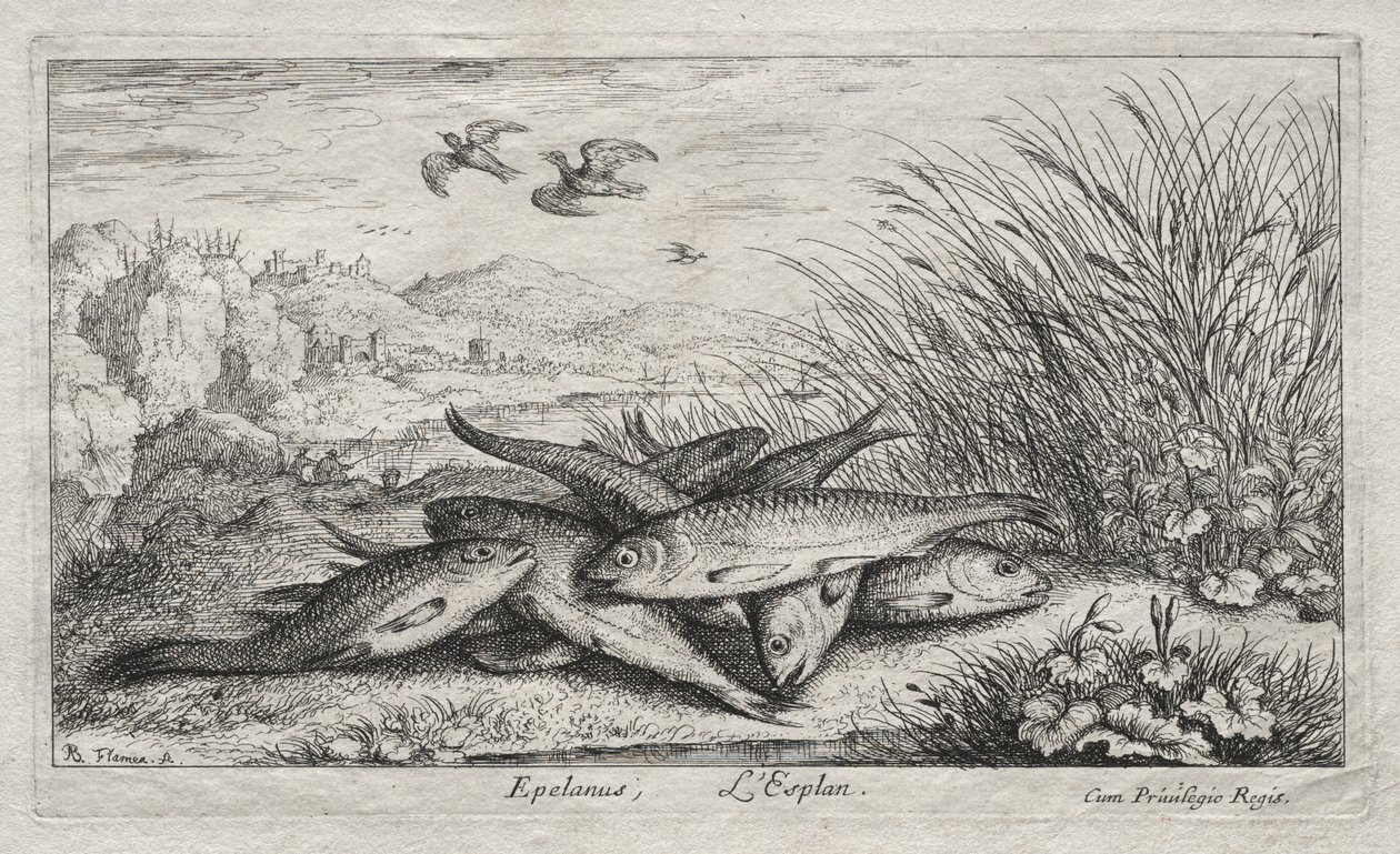 Poissons d