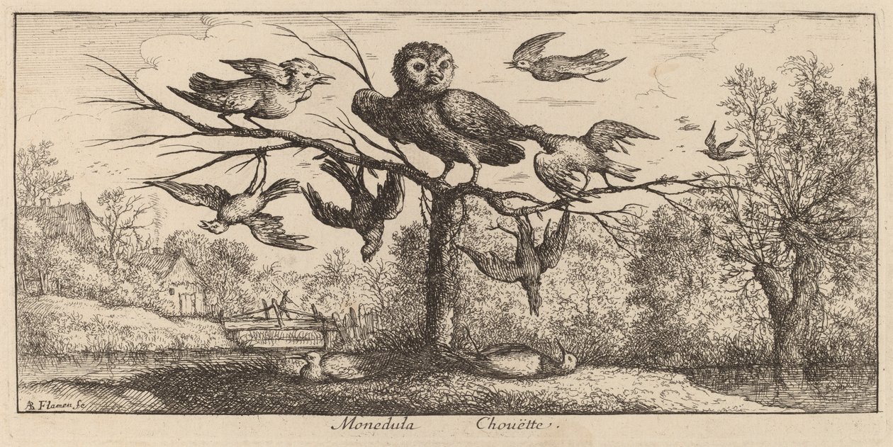 Monedula, la chouette - Albert Flamen