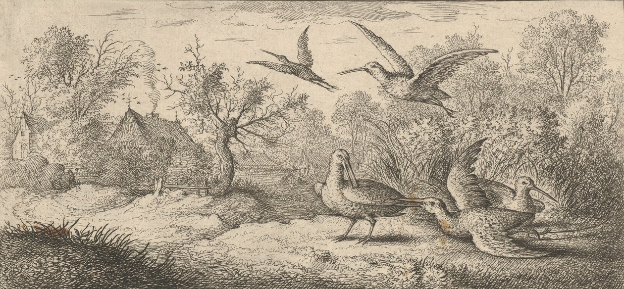 Rusticula, Bécasse : Livre d