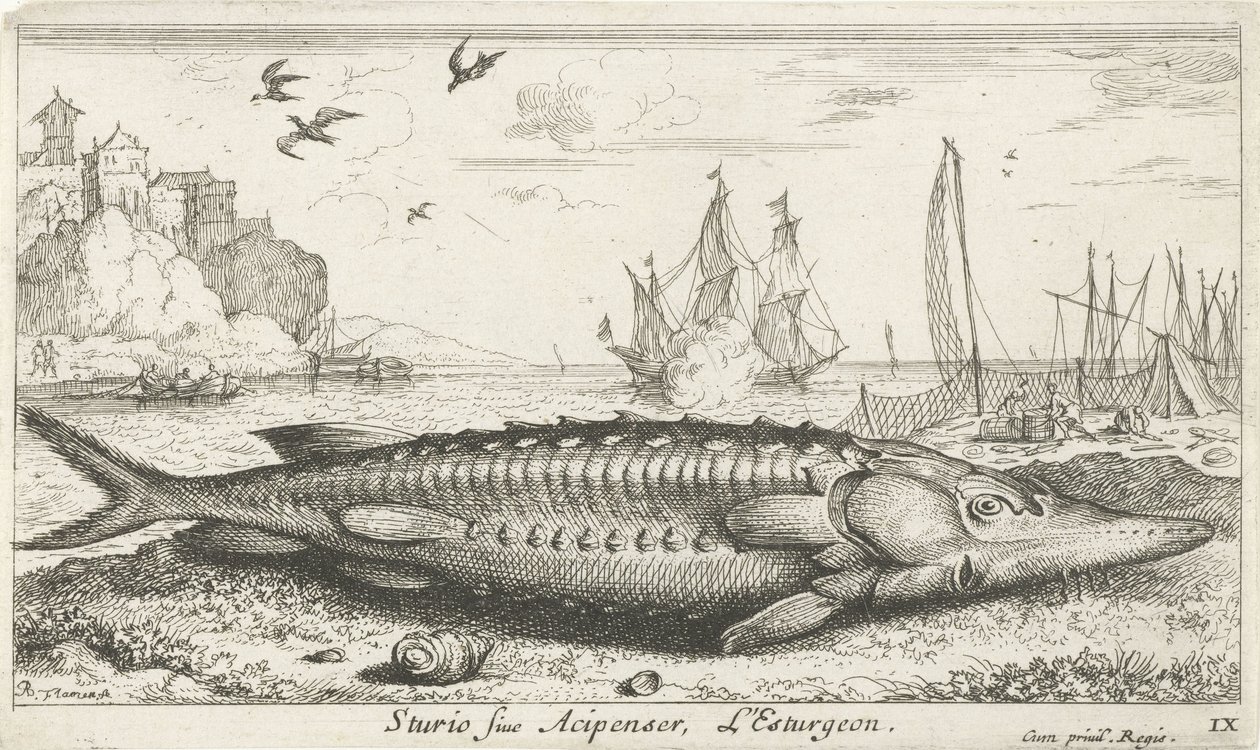 Esturgeon sur la plage - Albert Flamen